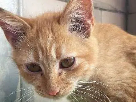Gato ra a  idade 2 a 6 meses nome Mabbi