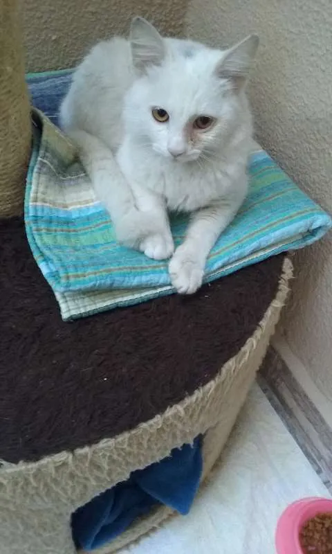 Gato ra a SRD idade 7 a 11 meses nome Dengoso