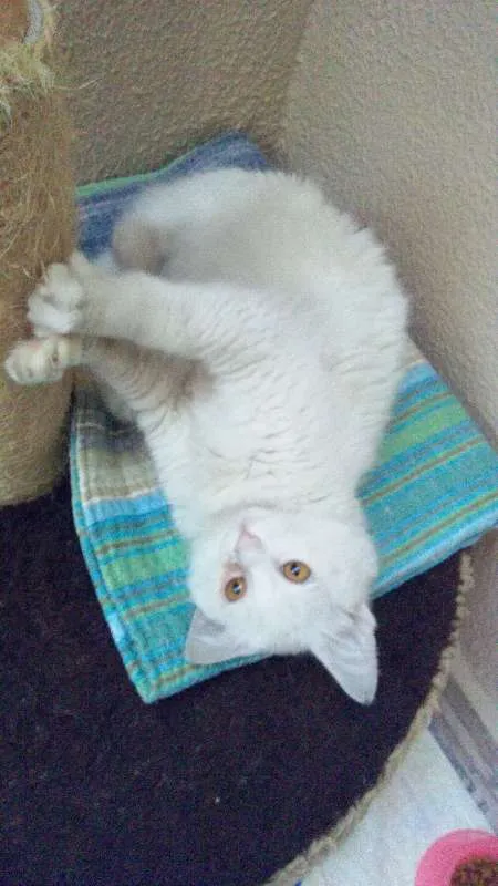 Gato ra a SRD idade 7 a 11 meses nome Dengoso