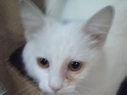 Gato ra a SRD idade 7 a 11 meses nome Dengoso