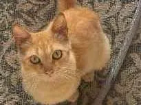 Gato raça  idade 2 anos nome Galega