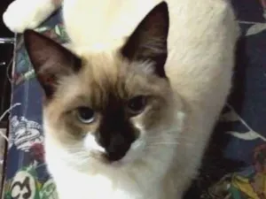 Gato raça Siamês  idade 1 ano nome Tom