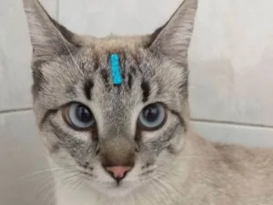 Gato raça Sem raça definida  idade 1 ano nome Mile