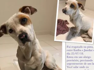 Cachorro raça Srd idade  nome Sem nome