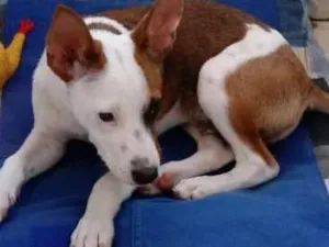 Cachorro raça mestiço bull terrier idade 2 a 6 meses nome Bethoven 