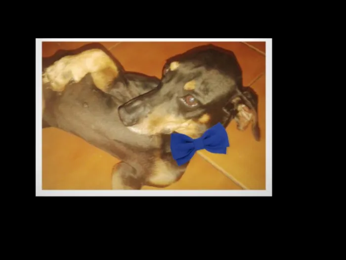 Cachorro ra a Teckel idade 6 ou mais anos nome Rex