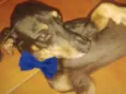 Rex
