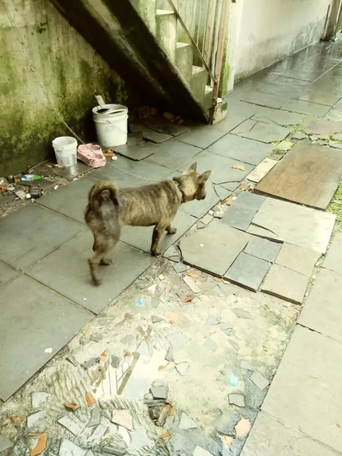 Cachorro ra a Pitbull com chow-chow idade 7 a 11 meses nome Lola