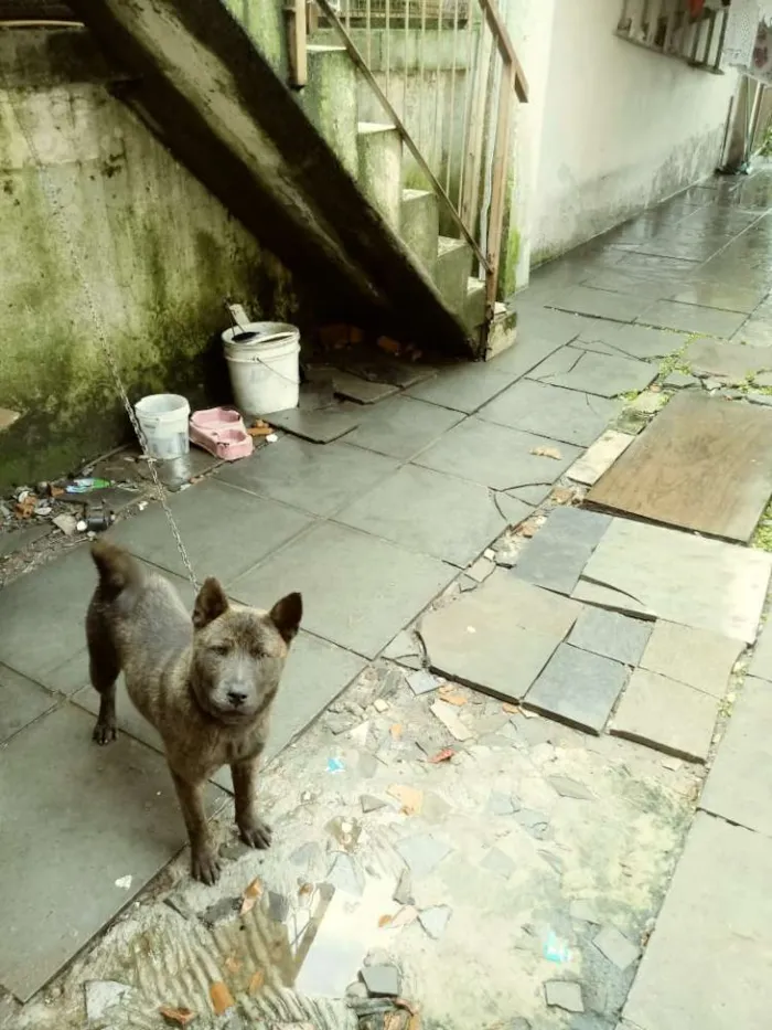 Cachorro ra a Pitbull com chow-chow idade 7 a 11 meses nome Lola