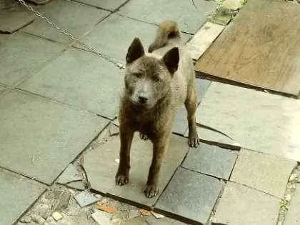 Cachorro ra a Pitbull com chow-chow idade 7 a 11 meses nome Lola