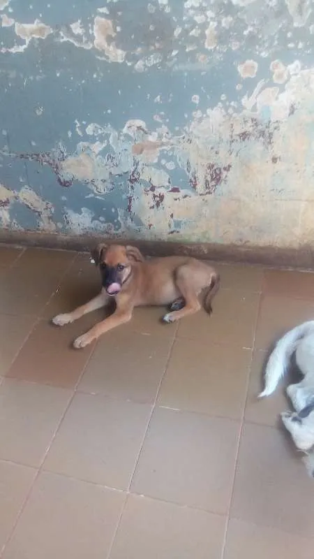 Cachorro ra a vira lata idade Abaixo de 2 meses nome sem nome