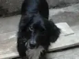 Neguinho 