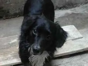 Cachorro ra a Mestiço de Cocker  idade 2 anos nome Neguinho 