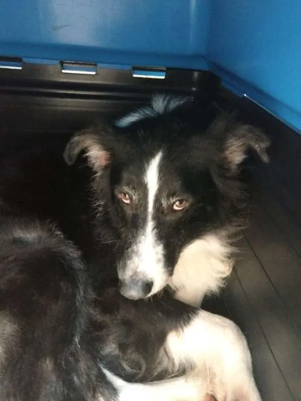 Cachorro ra a Border Collie idade 5 anos nome Arthur