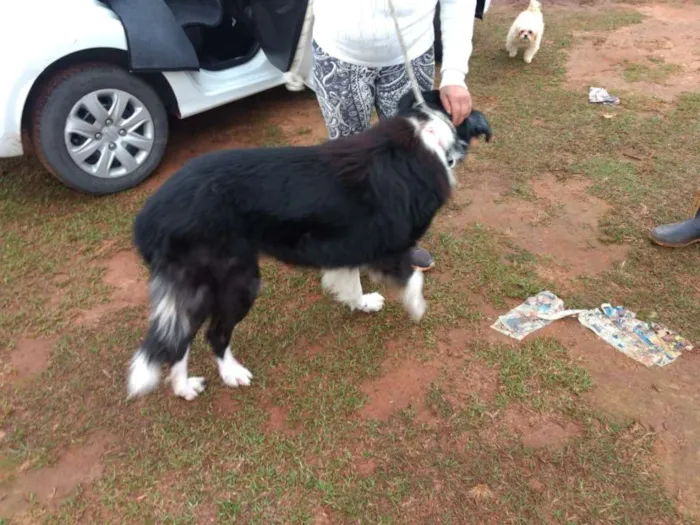 Cachorro ra a Border Collie idade 5 anos nome Arthur