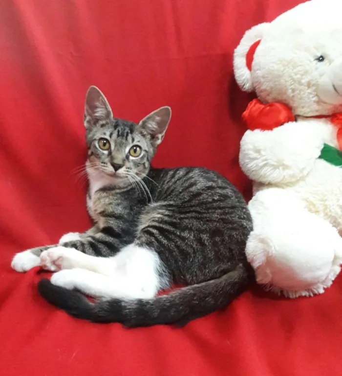 Gato ra a SEM RAÇA DEFINIDA.  idade 2 a 6 meses nome SEM NOME. 