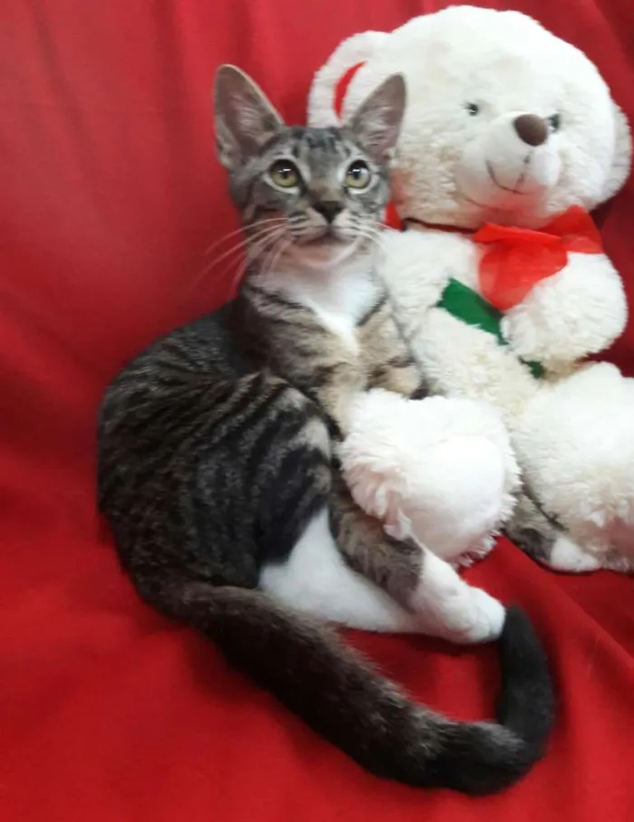 Gato ra a SEM RAÇA DEFINIDA.  idade 2 a 6 meses nome SEM NOME. 