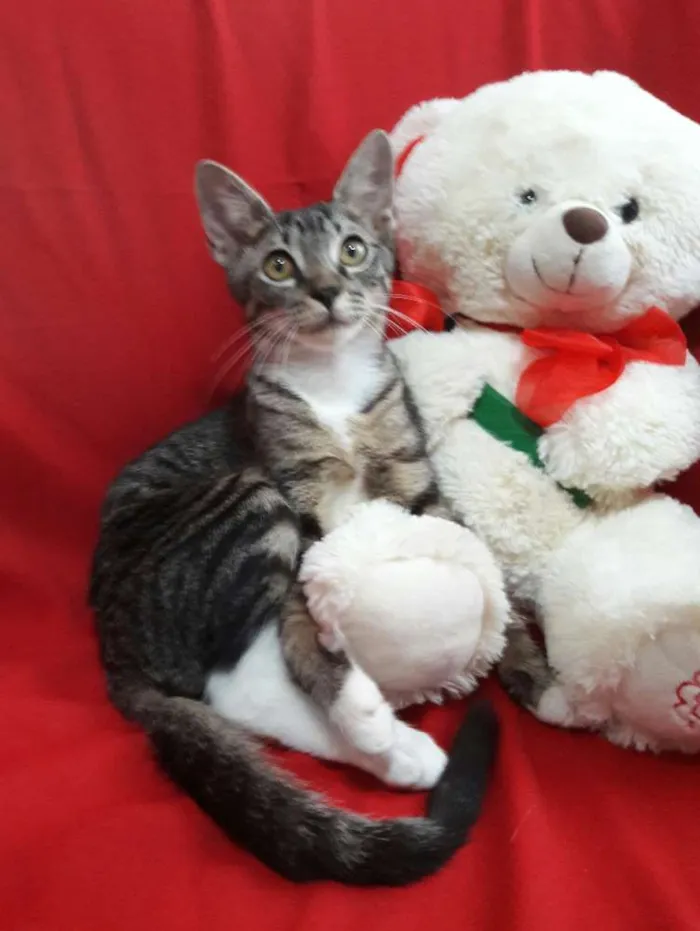 Gato ra a SEM RAÇA DEFINIDA.  idade 2 a 6 meses nome SEM NOME. 