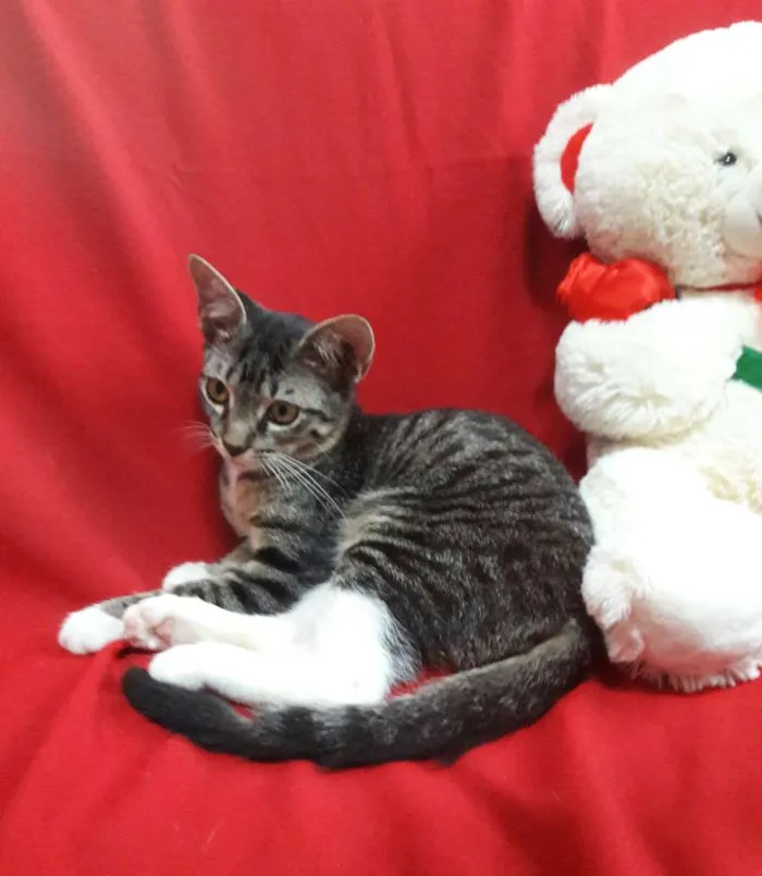 Gato ra a SEM RAÇA DEFINIDA.  idade 2 a 6 meses nome SEM NOME. 