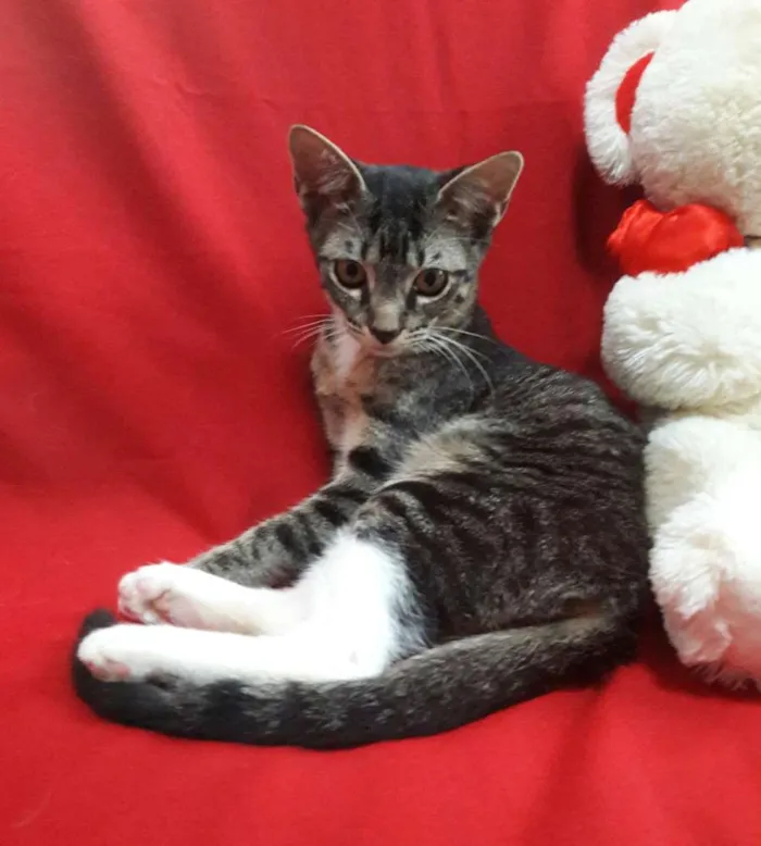 Gato ra a SEM RAÇA DEFINIDA.  idade 2 a 6 meses nome SEM NOME. 
