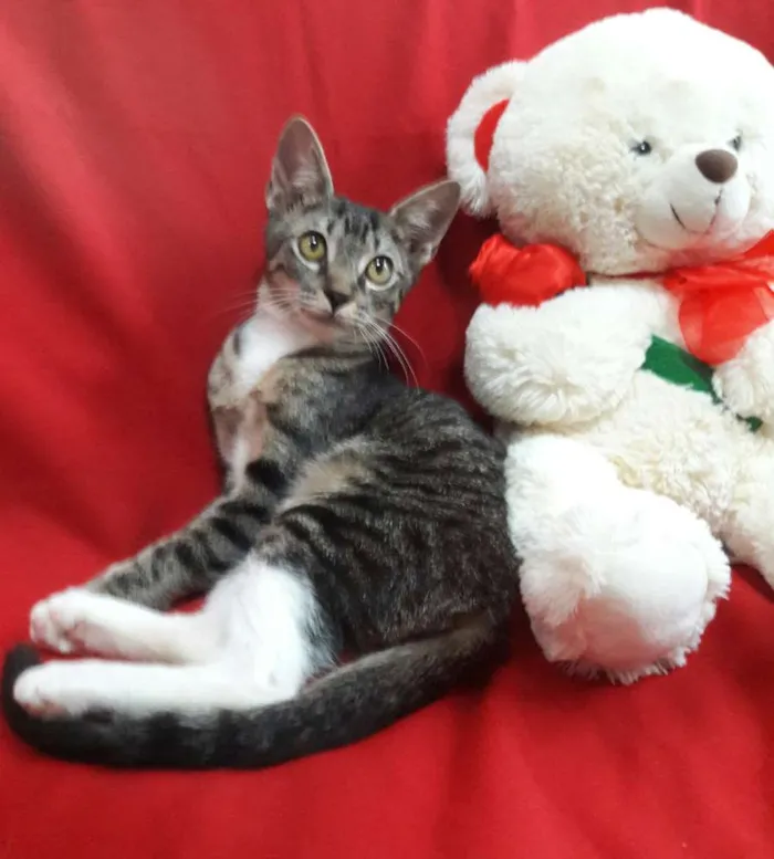Gato ra a SEM RAÇA DEFINIDA.  idade 2 a 6 meses nome SEM NOME. 