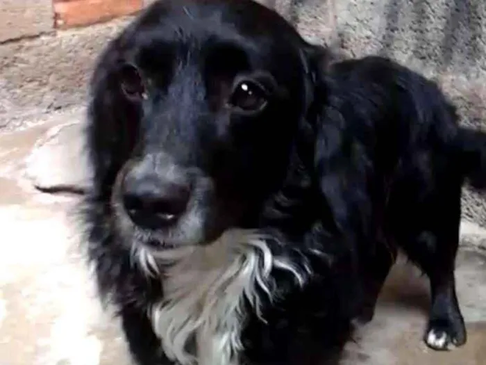 Cachorro ra a Mestiço de Cocker  idade 2 anos nome Neguinho 