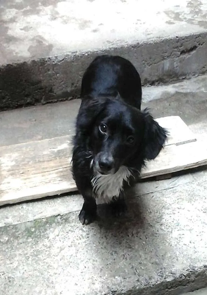 Cachorro ra a Mestiço de Cocker  idade 2 anos nome Neguinho 
