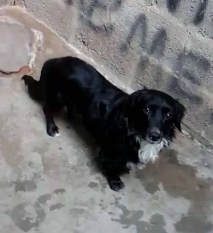 Cachorro ra a Mestiço de Cocker  idade 2 anos nome Neguinho 