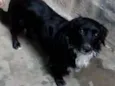 Neguinho 
