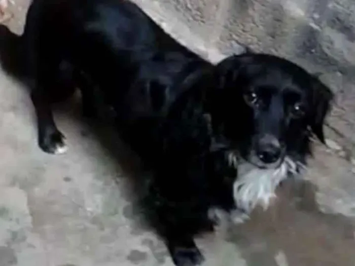 Cachorro ra a Mestiço de Cocker  idade 2 anos nome Neguinho 