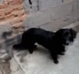 Neguinho 