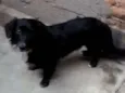 Neguinho 