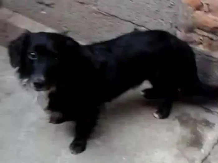 Cachorro ra a Mestiço de Cocker  idade 2 anos nome Neguinho 