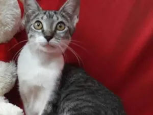 Gato raça SEM RAÇA DEFINIDA.  idade 2 a 6 meses nome SEM NOME. 