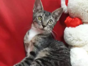 Gato raça SEM RAÇA DEFINIDA.  idade 2 a 6 meses nome SEM NOME. 