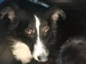 Cachorro raça Border Collie idade 5 anos nome Arthur