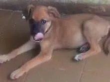 Cachorro raça vira lata idade Abaixo de 2 meses nome sem nome