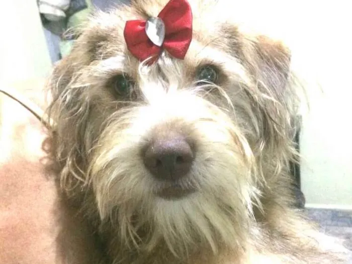 Cachorro ra a  idade 1 ano nome Lolla