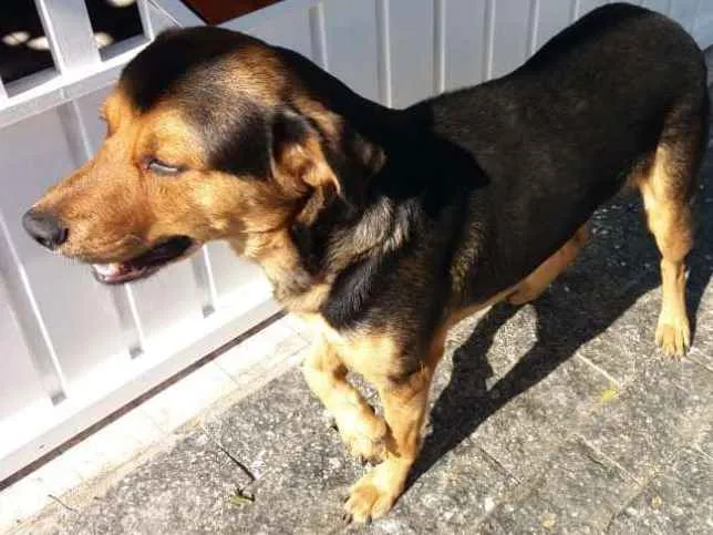 Cachorro ra a Vira lata idade 3 anos nome Negão 