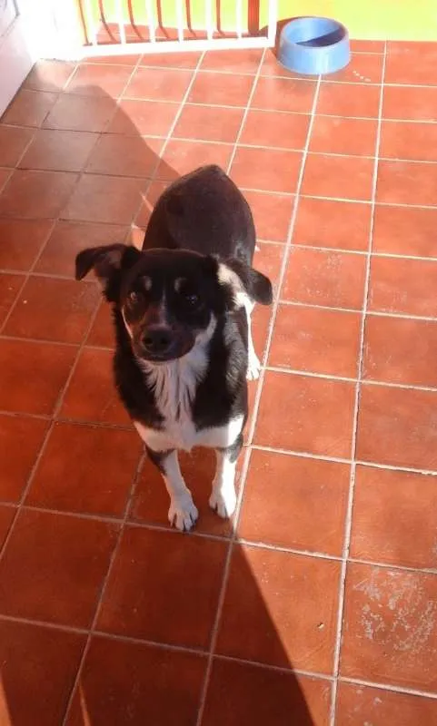 Cachorro ra a viralata idade 5 anos nome fiona