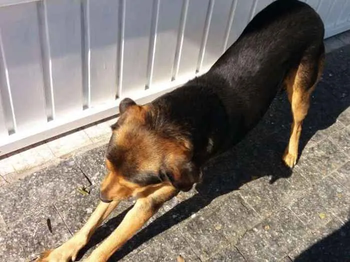 Cachorro ra a Vira lata idade 3 anos nome Negão 