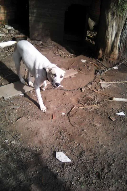Cachorro ra a srd idade 1 ano nome Duque