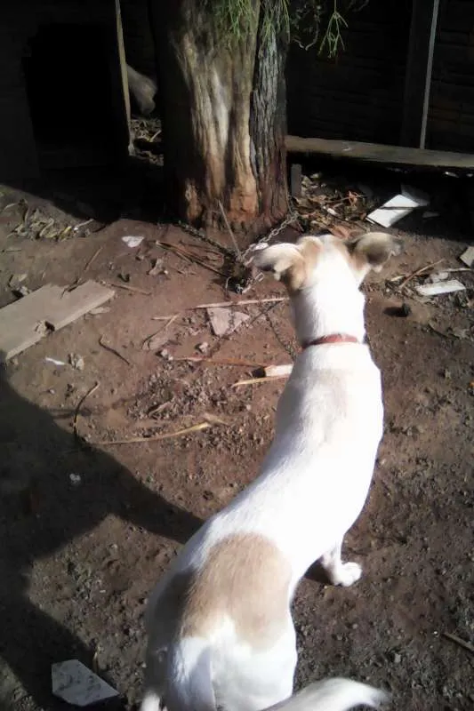 Cachorro ra a srd idade 1 ano nome Duque