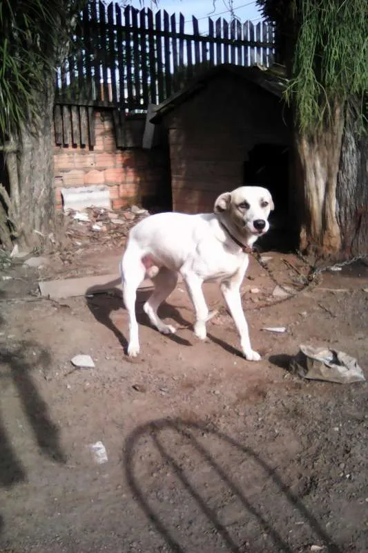 Cachorro ra a srd idade 1 ano nome Duque