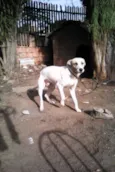 Duque