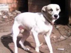 Cachorro raça srd idade 1 ano nome Duque