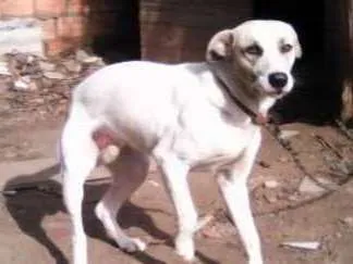 Cachorro ra a srd idade 1 ano nome Duque