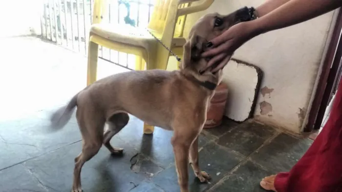 Cachorro raça VIRA-LATA idade 2 anos nome MEL