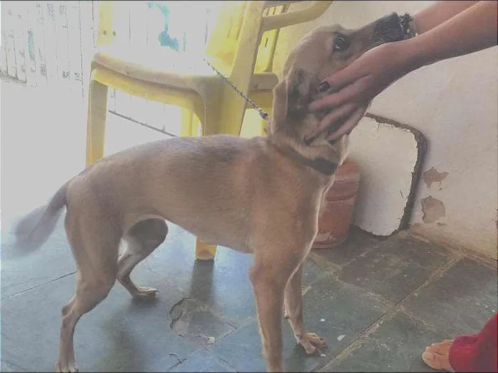 Cachorro raça VIRA-LATA idade 2 anos nome MEL