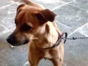 Cachorro raça VIRA-LATA idade 2 anos nome MEL